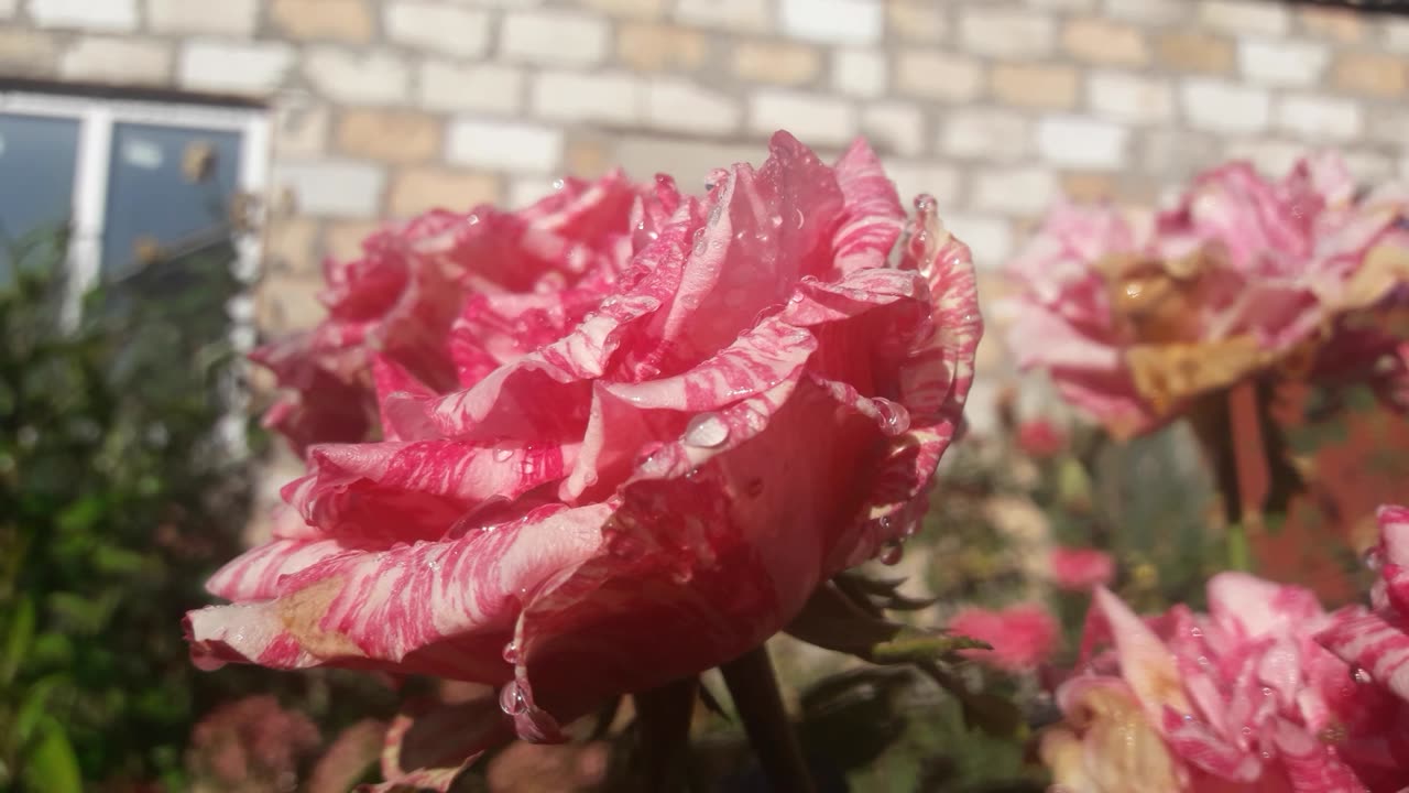 Fresh rose