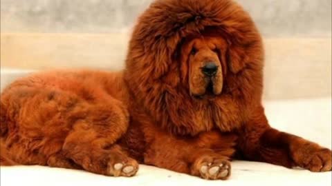 The most beautiful Tibetan mastiffs in the world