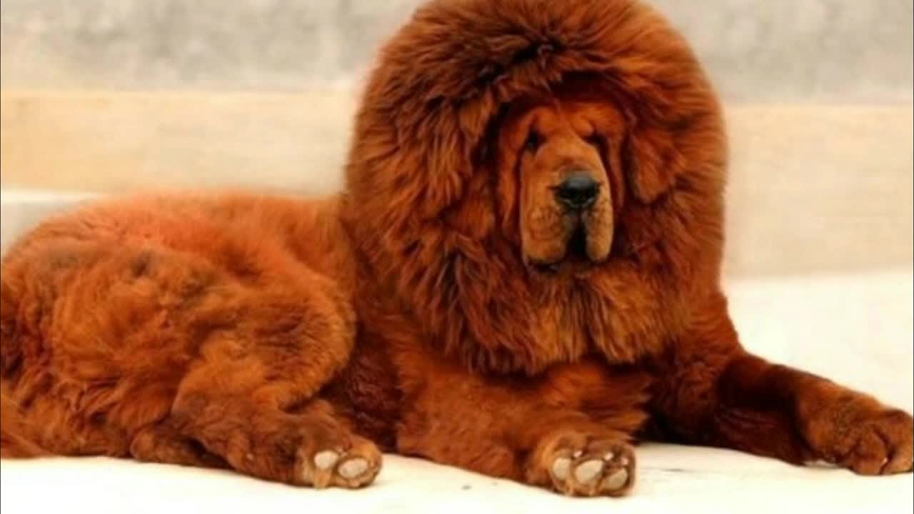 The most beautiful Tibetan mastiffs in the world