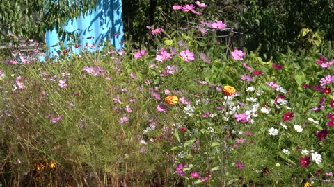 a variety of beautiful cosmos blooming in the fall 8