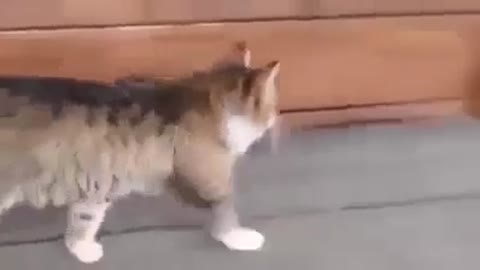 Happy Cat walks funny