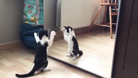 Cute cats and a mirror