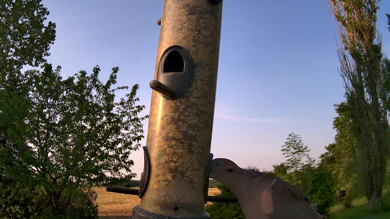 From the feeder: Mourning Dove