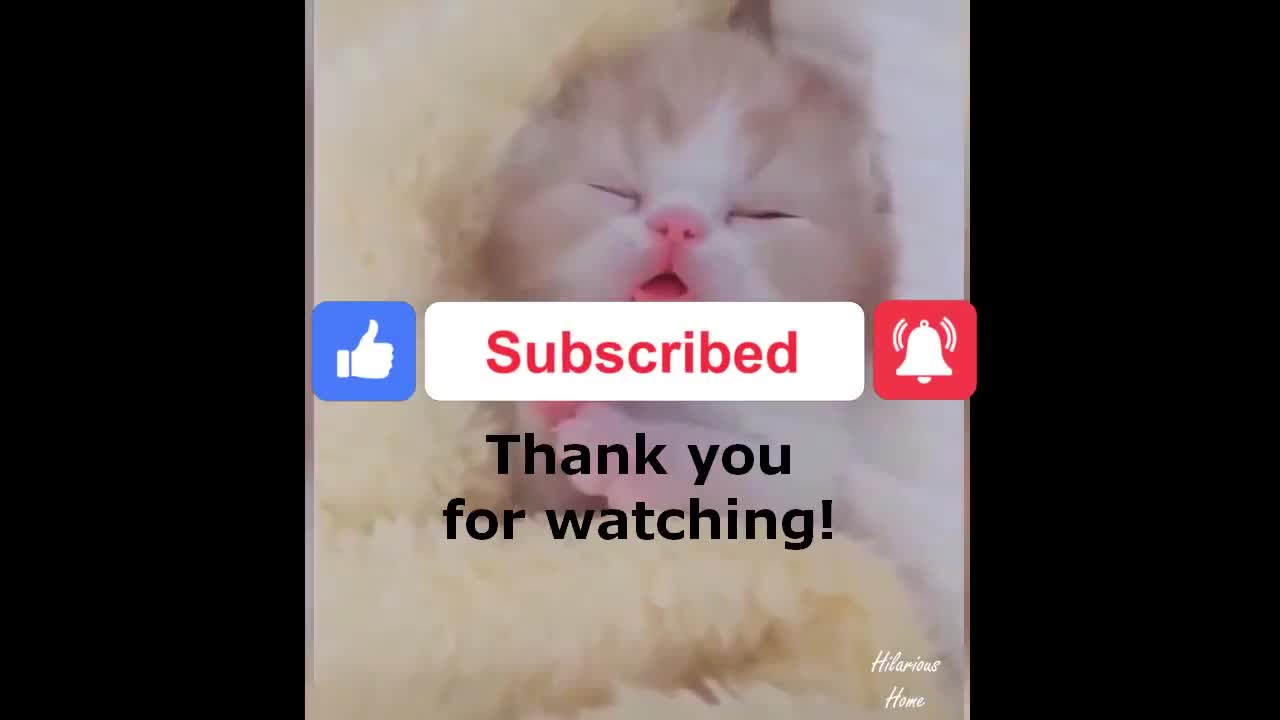 funnycat compilation