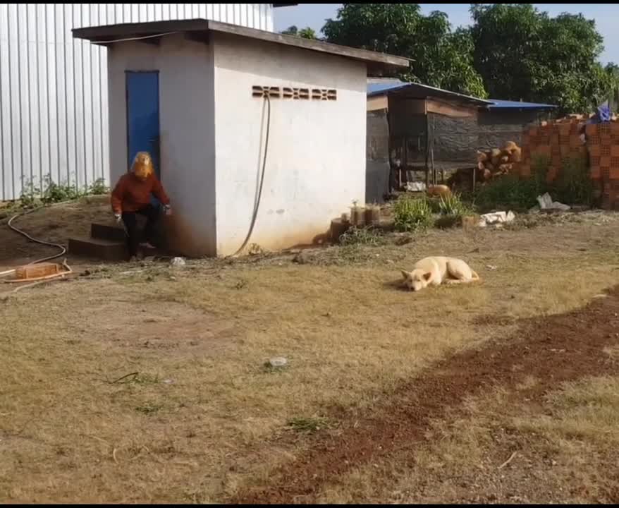 Fake lion prank to real dog