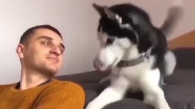 Funny dog videos