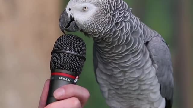 Parrot Singing and Talking 1