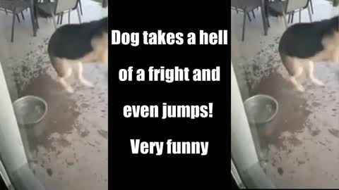 🐕 Dog takes a hell of a fright and even jumps! very funny 🐕