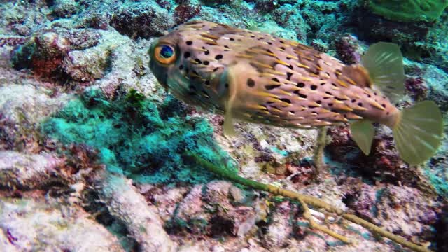 Friendly-looking fish capable of killing 30 grown men