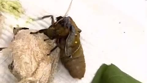 Newly hatched Polyphemus moth female