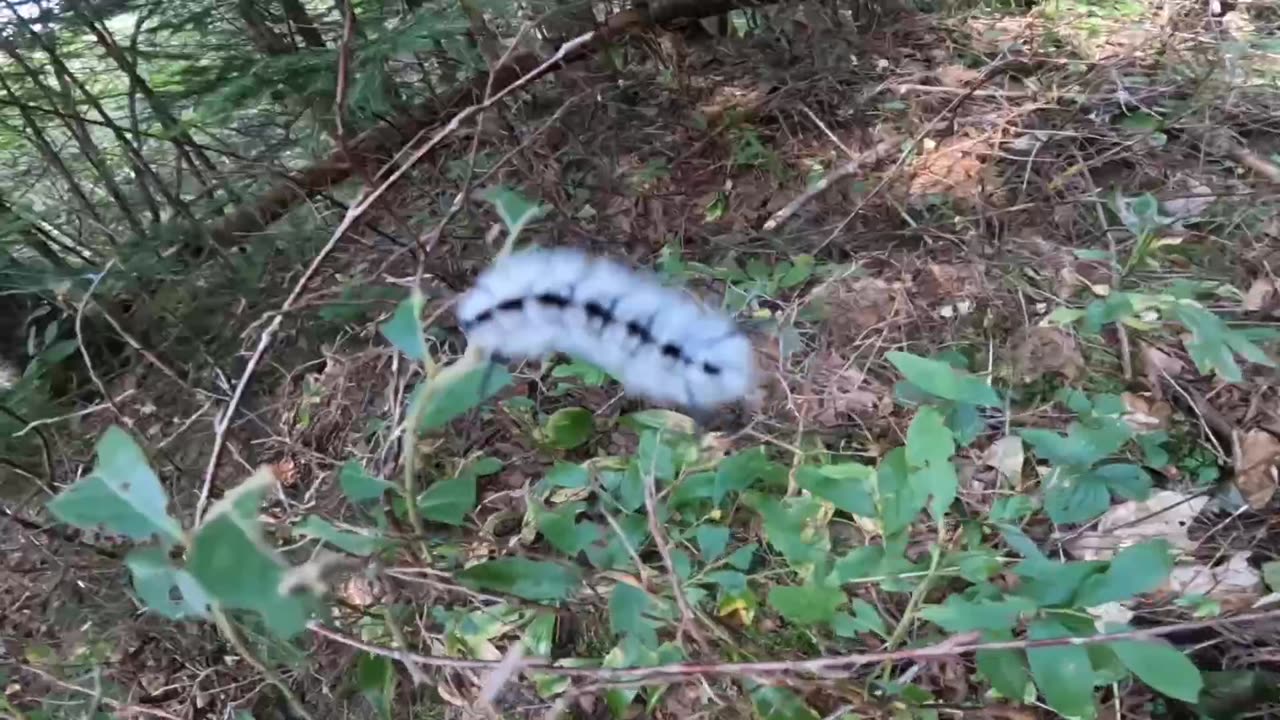 Hickory tussock moth caterpillar