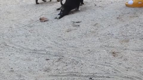 Puppies Making Due With What They Were Given