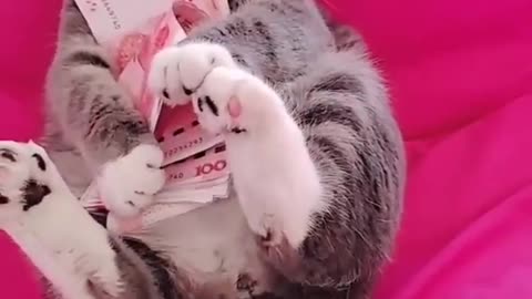 Lovely and Funny Animals Cute Kittens and Funny Cat video Clip 2021 87