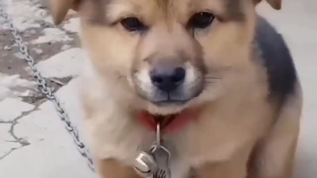 Cute voice of dogs/cute small 🐕