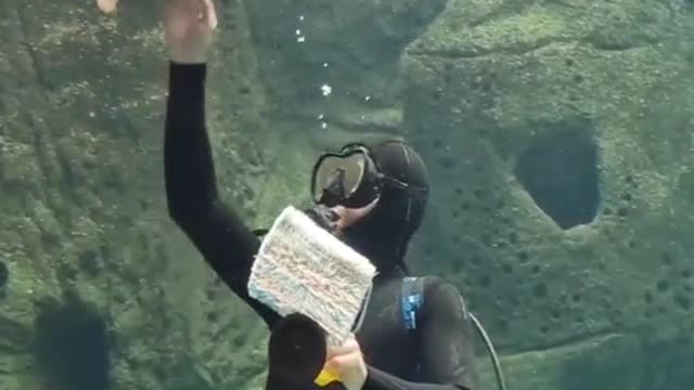 Sea turtle launches attacks on a scuba diver