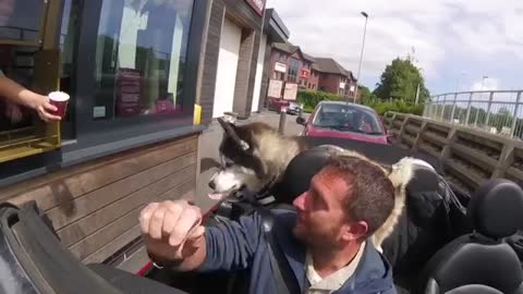 Husky Yells at Staff to Win A Puppachino!