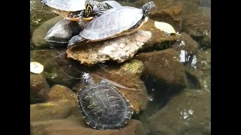 There is a living turtle in the artificial pond