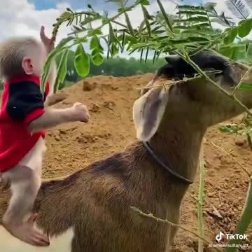 Monkey Baby with Funny Goat 01 #YourBestShot