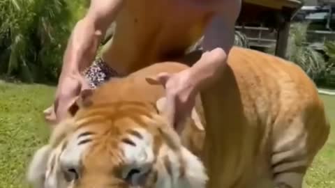 Tiger lufing video