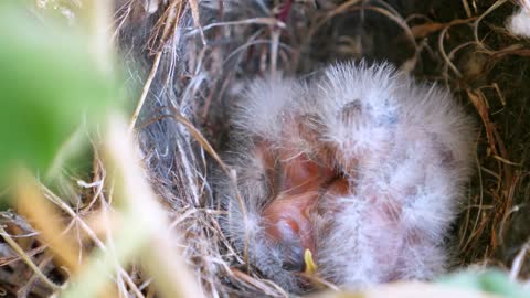 brand new baby birds resting in the nes