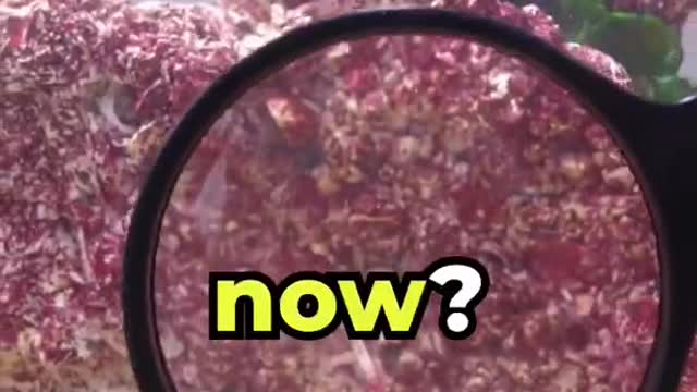 Why Did These Shrimp Go To Space 👽