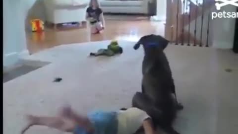 Dog Trolling Baby