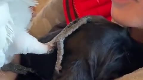 Puppy_Parrot#kissing_#meet 🦜
