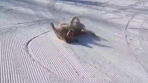 Dog's skiing session 😯