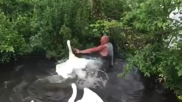 Man Attempting to Save Baby Swan While Adults Protect it