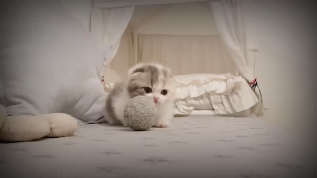 Cute Kitten Video | Pet Trainer