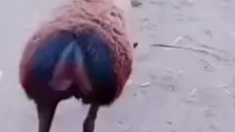 What is this sheep UpTo?