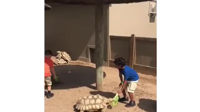 Comment when you see it 😂😂😂#funny Videos