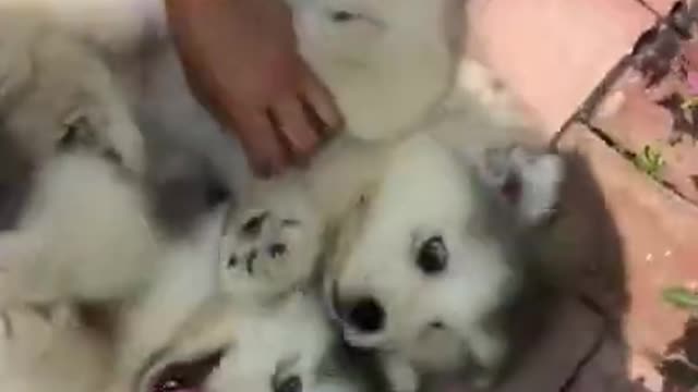 Funniest and Cutest Puppies