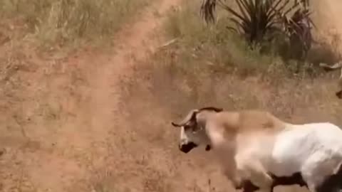 Fantastic Goat Fight