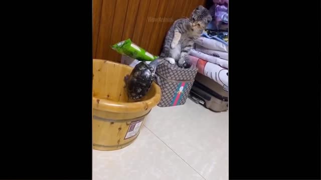 Best Of The 2022 Funny Animal Videos