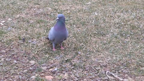 That Crazy Pigeon