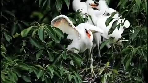 Cranes contend
