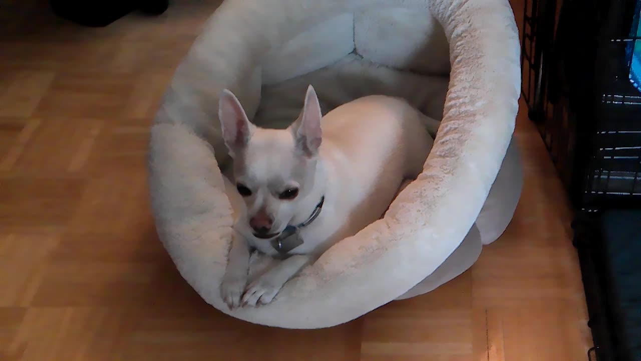 Gus in his bed