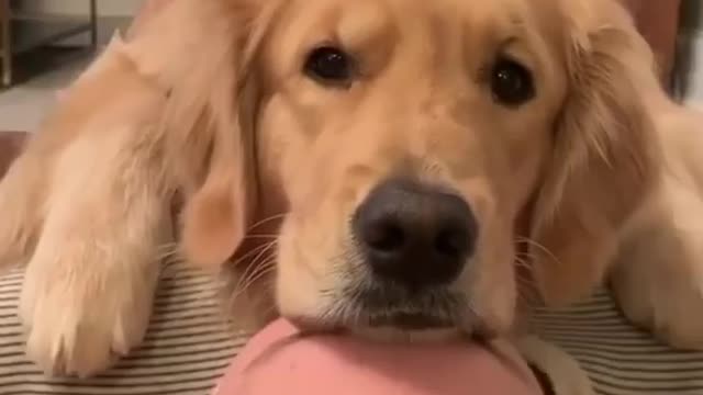 funny animals |funny puppys