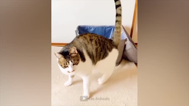 Los animales mas divertidos / Diversión con perros y gatos 2022