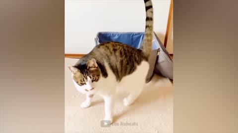 Los animales mas divertidos / Diversión con perros y gatos 2022
