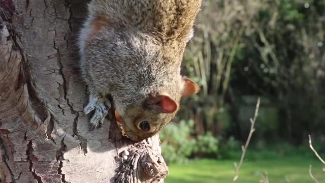 This squirrel is so funny while eating nuts