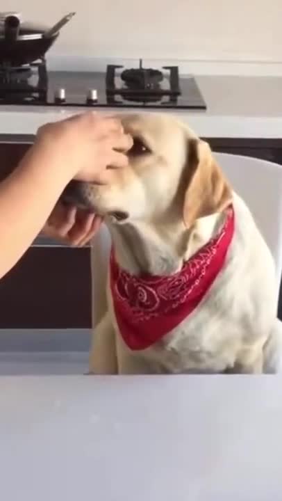 Funniest Animals 😂 - Cutest Animals Ever 😁 |Try Not To Laugh 😂| Funny Dog🐶 | #shorts