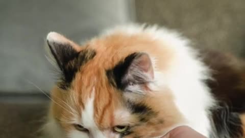 Cute Fluffy Cat Eating Nuts
