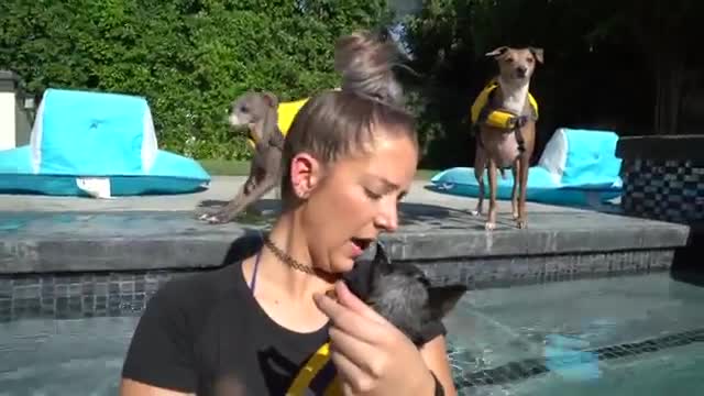 Teaching my dog how to swim in swimming pool