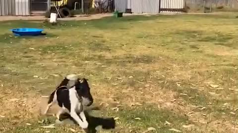 Dog Training 01| Funny Dog