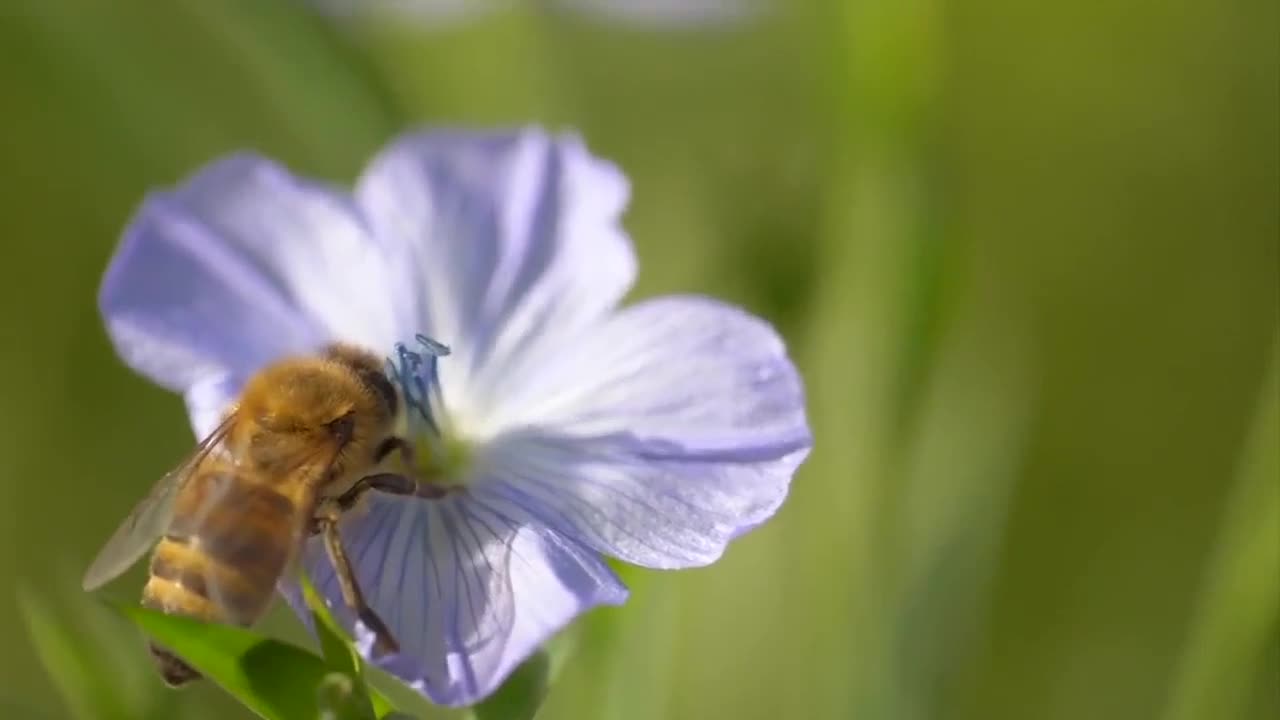 432hz - Otjánbird Pt.III by Spheriá