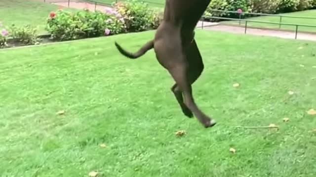 Dog That Fly American Pit Bull Terriers Show Their Jumping Agility complication