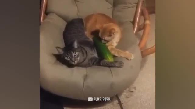 Cucumbers Are Cat's Enemy - Funny Pet Reaction