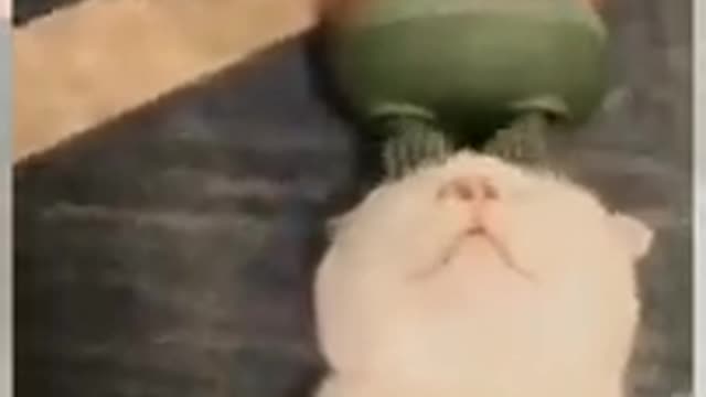 Funny & Cute Cat Video Compilation Mr Cute Cat # Shorts 😁